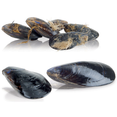 Lave-moules sur pied - 10 kg - production 150 kg/h - Diamond  au meilleur prix sur Restock CHR
